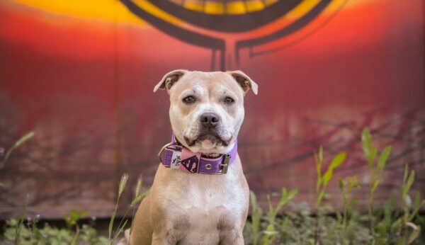 Collier "Superman" Violet