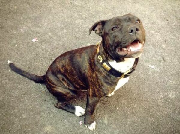 collier cuir staffie doré