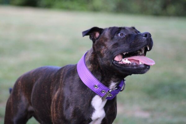 Collier violet