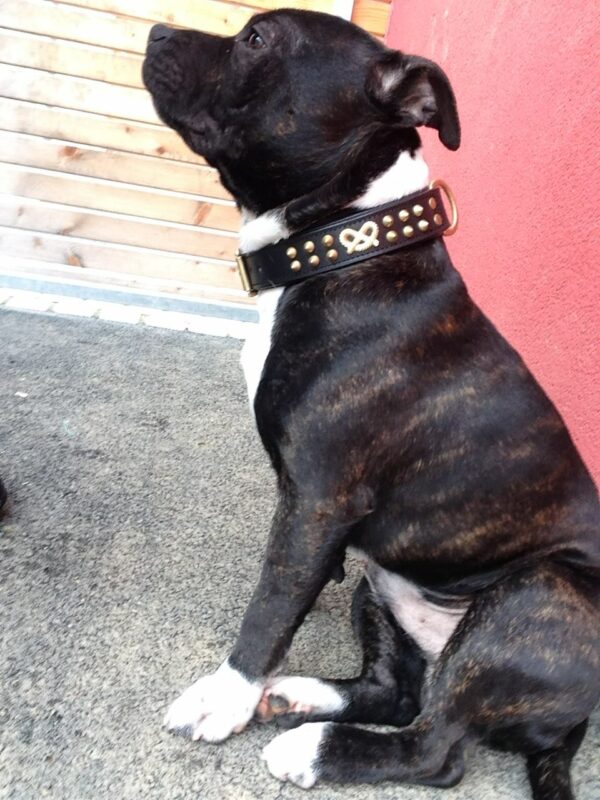 Collier cuir Staffie noir / doré à piques
