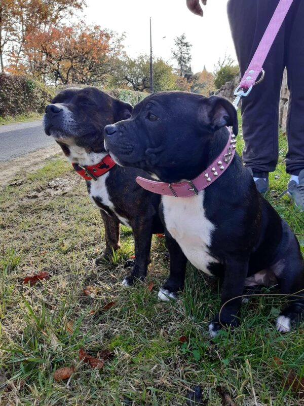 Collier cuir Staffie rose / argenté à piques