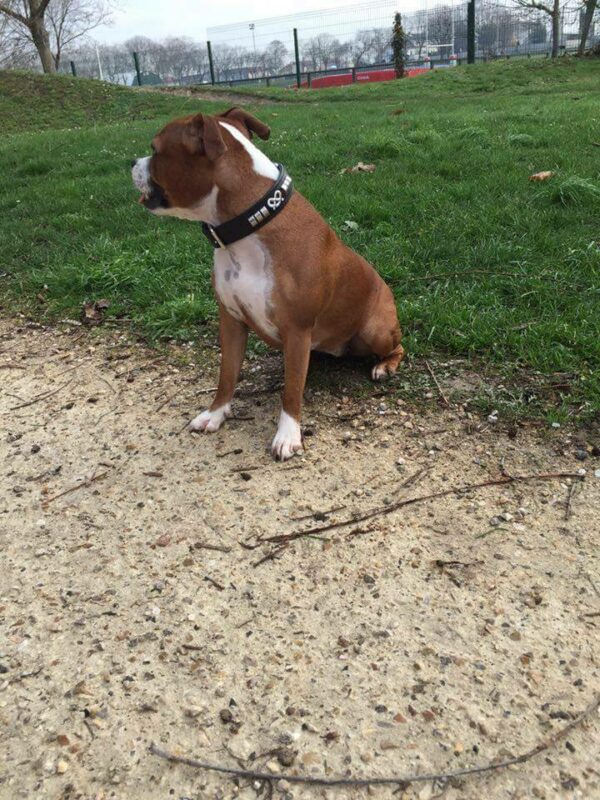 Collier cuir staffie argenté