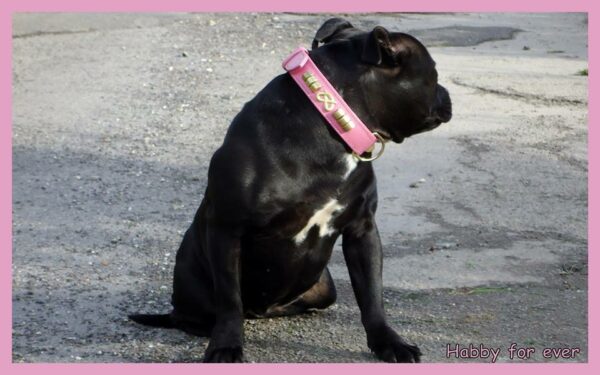 collier cuir staffie doré