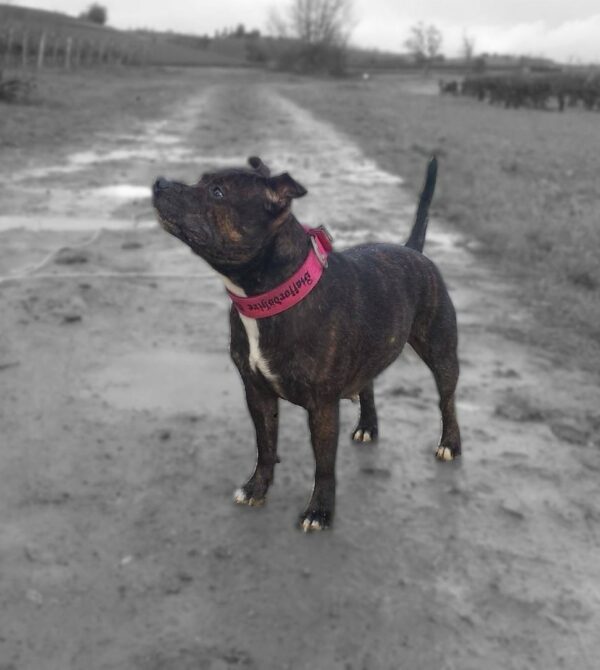 Collier rose Staffie