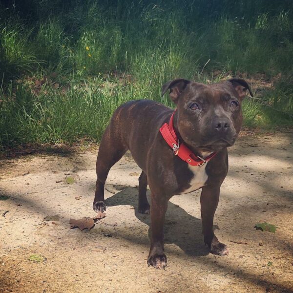 Collier rouge Staffie
