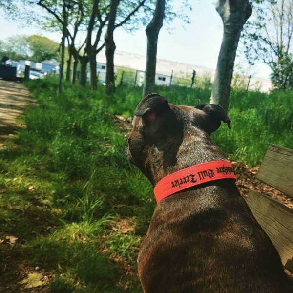 Collier rouge Staffie