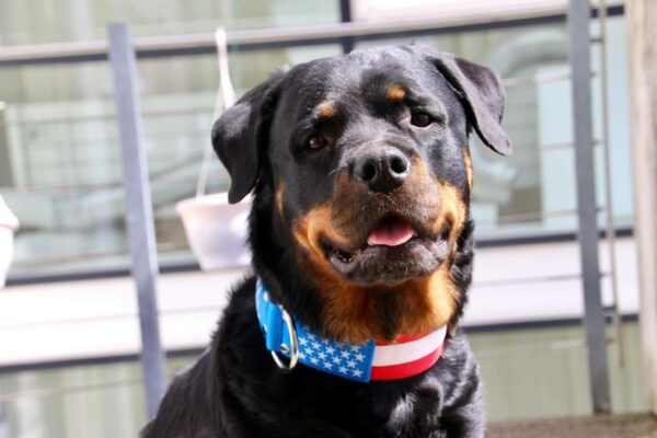 Collier drapeau USA