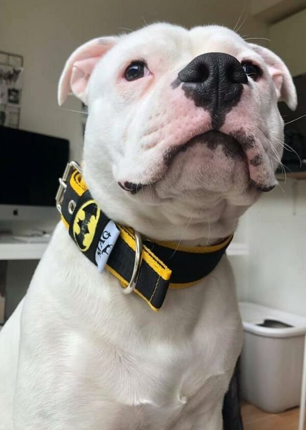 Collier "Batman" noir / jaune