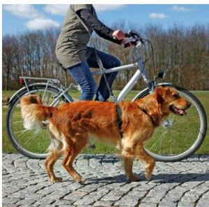 Laisse vélo et jogging